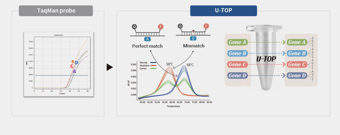 SEASUN BIOMATERIALS U-TOP technology