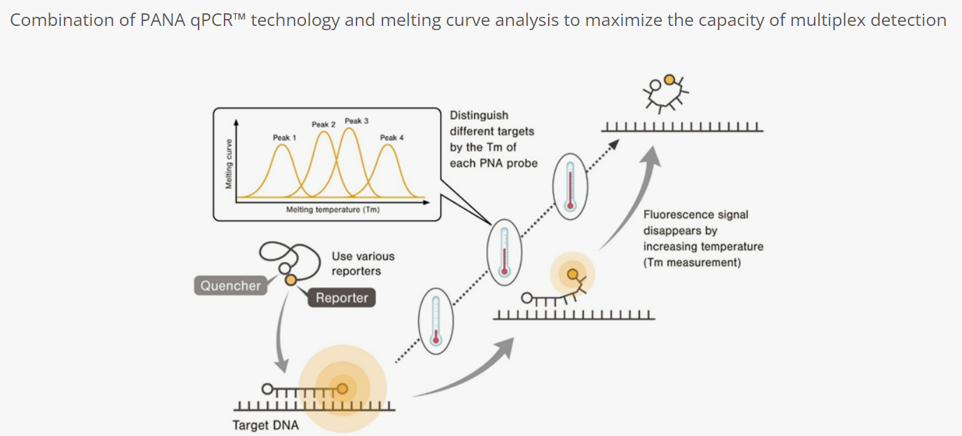 combination of PANA qPCR™ technology and melting curve analysis to maximize the capacity of multiplex detection