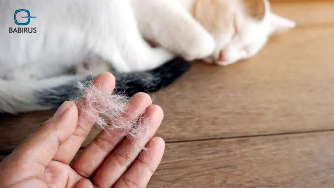 Infographic comparing traditional pet allergy tests versus component-resolved molecular allergy diagnostics